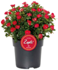 Rose Zepeti von Meilland im aktuellen OBI Prospekt für 14,99 €