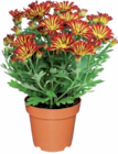 Chrysantheme im Angebot bei Netto Marken-Discount in Gera Chrysantheme Angebote bei Netto Marken-Discount Gera für 2,49 €