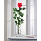 Rose éternelle rouge - Carrefour à Trappes Rose éternelle rouge en promo chez Carrefour Trappes à 9,99 €