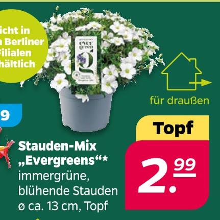 Stauden-Mix „Evergreens“