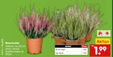 Besenheide im Angebot bei Netto Marken-Discount in Ratingen Besenheide Angebote bei Netto Marken-Discount Ratingen für 1,99 €