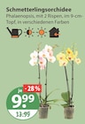 Schmetterlingsorchidee von  im aktuellen V-Markt Prospekt für 9,99 €