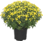 Aldi Saint-Pol-sur-Mer - Promo Chrysanthème Promo Chrysanthème à 4,29 € dans le catalogue Aldi à Saint-Pol-sur-Mer