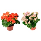 Plante fleurie grosses fleurs - Carrefour Plante fleurie grosses fleurs à 4,99 € dans le catalogue Carrefour