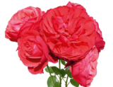 Rosen im Hagebaumarkt Prospekt Rosen von im aktuellen Hagebaumarkt Prospekt für 12,99 €