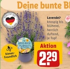 Lavendel Angebote bei REWE Recklinghausen für 2,29 €