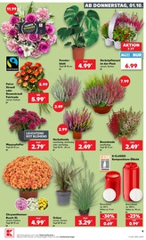 Blumen im Kaufland Prospekt in Schorndorf Aktueller Kaufland Prospekt mit Blumen, "Hier bin ich richtig", Seite 19