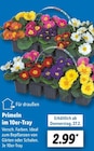 Aktuelles Primeln im 10er-Tray Angebot bei Lidl in Aachen ab 2,99 €