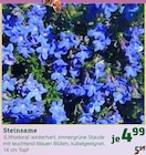 Steinsame Angebote bei Pflanzen Kölle Waiblingen für 4,99 €