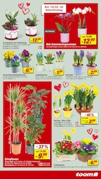 Orchidee Angebot im aktuellen toom Baumarkt Prospekt auf Seite 5