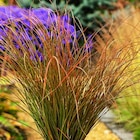 Carex Testacea orange botanic. Le pot de 4 litres - BOTANIC® à 16,99 € dans le catalogue Botanic