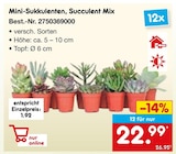 Mini-Sukkulenten, Succulent Mix für 22,99 € bei Netto Marken-Discount im Angebot Mini-Sukkulenten, Succulent Mix im aktuellen Netto Marken-Discount Prospekt