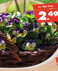 Hornveilchen oder Stiefmütterchen Angebote bei Herbrügger Unna für 2,49 €