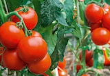 Tomate greffée en promo chez Delbard Tomate greffée dans le catalogue Delbard
