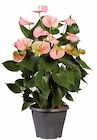 Anthurium en promo chez Lidl Orléans à 8,59 €