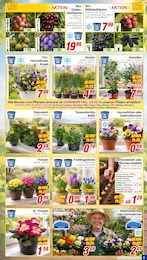 Hornveilchen Angebot im aktuellen CENTERSHOP Prospekt auf Seite 5