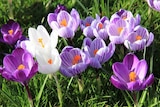 Promo Crocus à grande fleur en mélange ECLOZ à 2,99 € dans le catalogue Jardiland à Gometz-le-Châtel