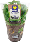 Basilikum im Angebot bei EDEKA in Seevetal Basilikum Angebote von EDEKA Herzstücke bei EDEKA Seevetal für 1,99 €