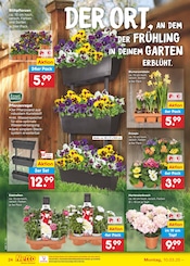 Aktueller Netto Marken-Discount Prospekt mit Blumenzwiebeln, "Aktuelle Angebote", Seite 36