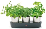 Collexio Indoor-Kräutergarten von Silit im aktuellen Netto mit dem Scottie Prospekt