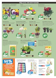 V-Markt Blumen im Prospekt 