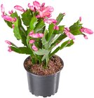 Weihnachtskaktus Angebote bei Penny Bottrop für 1,99 €