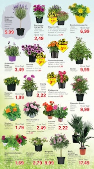 Pflanzen im Jawoll Prospekt "Sonderposten-Märkte" mit 16 Seiten (Braunschweig)