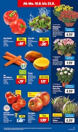 Ähnliche Angebote wie Weihnachtsstern im Prospekt "LIDL LOHNT SICH" auf Seite 3 von Lidl in Ahlen
