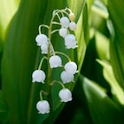Promo Muguet de jardin blanc x10 à 5,49 € dans le catalogue Botanic à Grand Menil