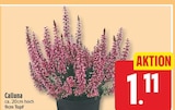 Calluna für 1,11 € bei EDEKA im Angebot Calluna im aktuellen EDEKA Prospekt