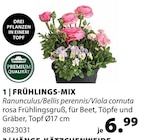 FRÜHLINGS-MIX von Dehner im aktuellen Dehner Garten-Center Prospekt für 6,99 €