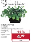 Eucalyptus von  im aktuellen Dehner Garten-Center Prospekt für 4,99 €