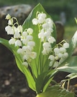 Muguet Nantais en promo chez Super U Pau à 5,99 €