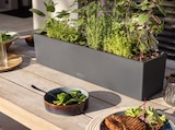 Blumenkasten "Balconera Color" im Angebot bei Hornbach in Kempen Blumenkasten "Balconera Color" Angebote von Lechuza bei Hornbach Kempen für 33,65 €