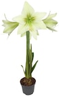 Amaryllis bei Penny im Frielendorf Prospekt für 2,99 €