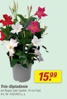 Trio-Dipladenie Angebote bei toom Baumarkt Lemgo für 15,99 €