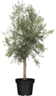 Olivenbaum (Olea europaea Arbequina) bei Globus-Baumarkt im Forchheim Prospekt für 79,20 €