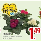 Primeln bei EDEKA im Wolfratshausen Prospekt für 1,49 €