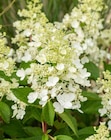 Rispenhortensie im Angebot bei Garten-Center Nordharz GmbH & Co. KG in Wolfenbüttel Rispenhortensie Angebote bei Garten-Center Nordharz GmbH & Co. KG Wolfenbüttel für 12,99 €