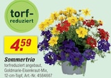 Sommertrio Angebote bei toom Baumarkt Nettetal für 4,59 €