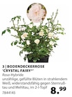 Bodendeckerrose 'Crystal Fairy' von  im aktuellen Dehner Garten-Center Prospekt für 8,99 €