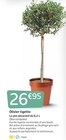 Jardiland - Olivier tigette : offre du catalogue Promo Olivier tigette à 26,95 € dans le catalogue Jardiland "Mon jardin d'été"