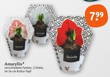 Amaryllis im Angebot bei tegut in Jena Amaryllis Angebote bei tegut Jena für 7,99 €