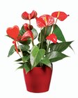 Plante St-Valentin en pot céramique en promo chez Lidl Dunkerque à 7,99 €