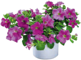 Angebot im Hagebaumarkt Springe Prospekt Hagebaumarkt Springe Prospekt mit im Angebot für 1,49 €
