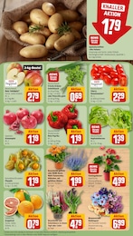Gartenpflanzen Angebot & Preis im aktuellen REWE Prospekt Gartenpflanzen Angebot im aktuellen REWE Prospekt auf Seite 11