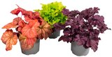 Heuchera Mix Purpurglöckchen Angebote bei REWE Hof für 3,49 €