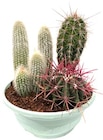 Kakteen-schale XXL im Angebot bei REWE in Ludwigsburg Kakteen-schale XXL Angebote bei REWE Ludwigsburg für 12,99 €
