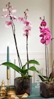 Phalaenopsis 2 tiges Pot 12 cm en promo chez Intermarché Saint-Maur-des-Fossés à 8,99 €