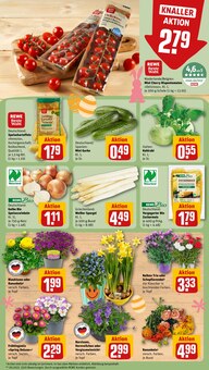 Blumen im aktuellen REWE Prospekt (Mannheim) Blumen im REWE Prospekt "Dein Markt" mit 22 Seiten (Mannheim)